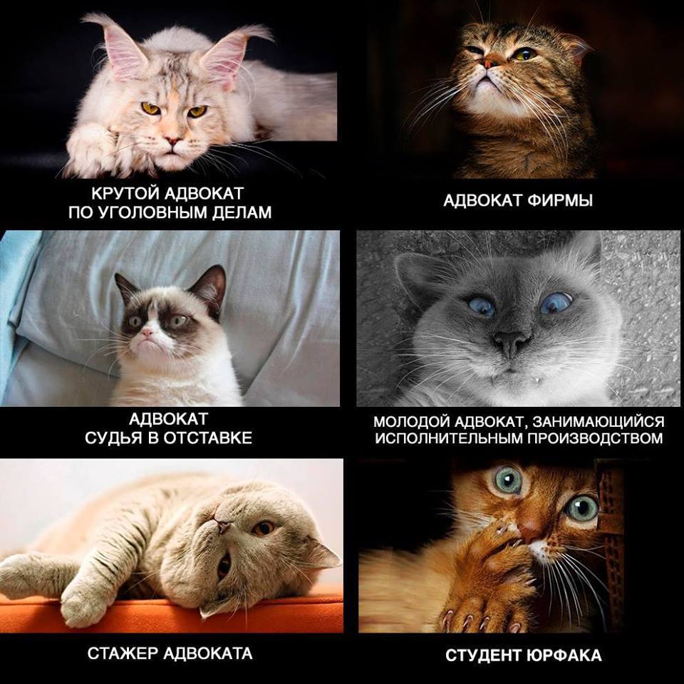 Кот стажер картинка