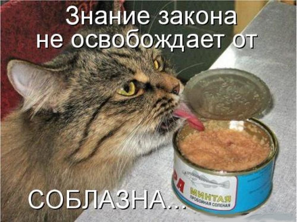 Лежал или лижал. Кот ест консервы. Наглость второе счастье первое я. Котик ест тушенку. Кот в банке икра.