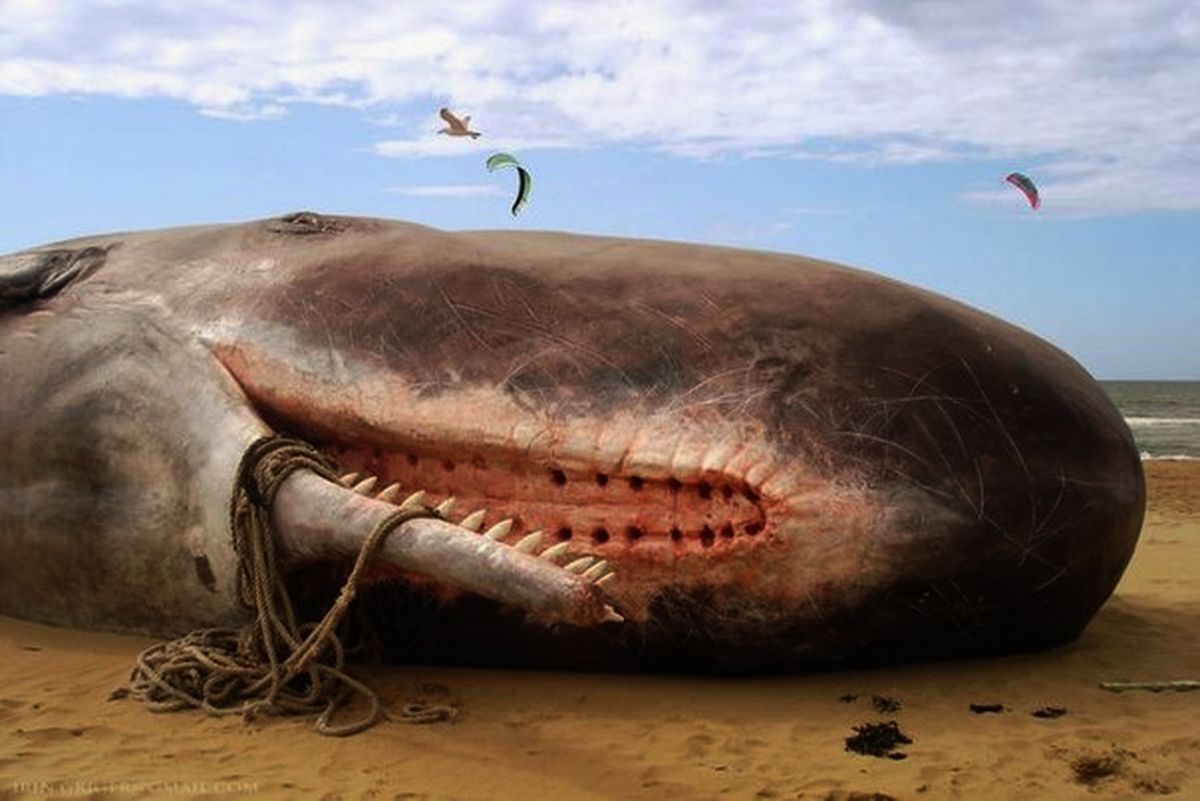 Зубы кашалота фото. Зубастый кит Кашалот.