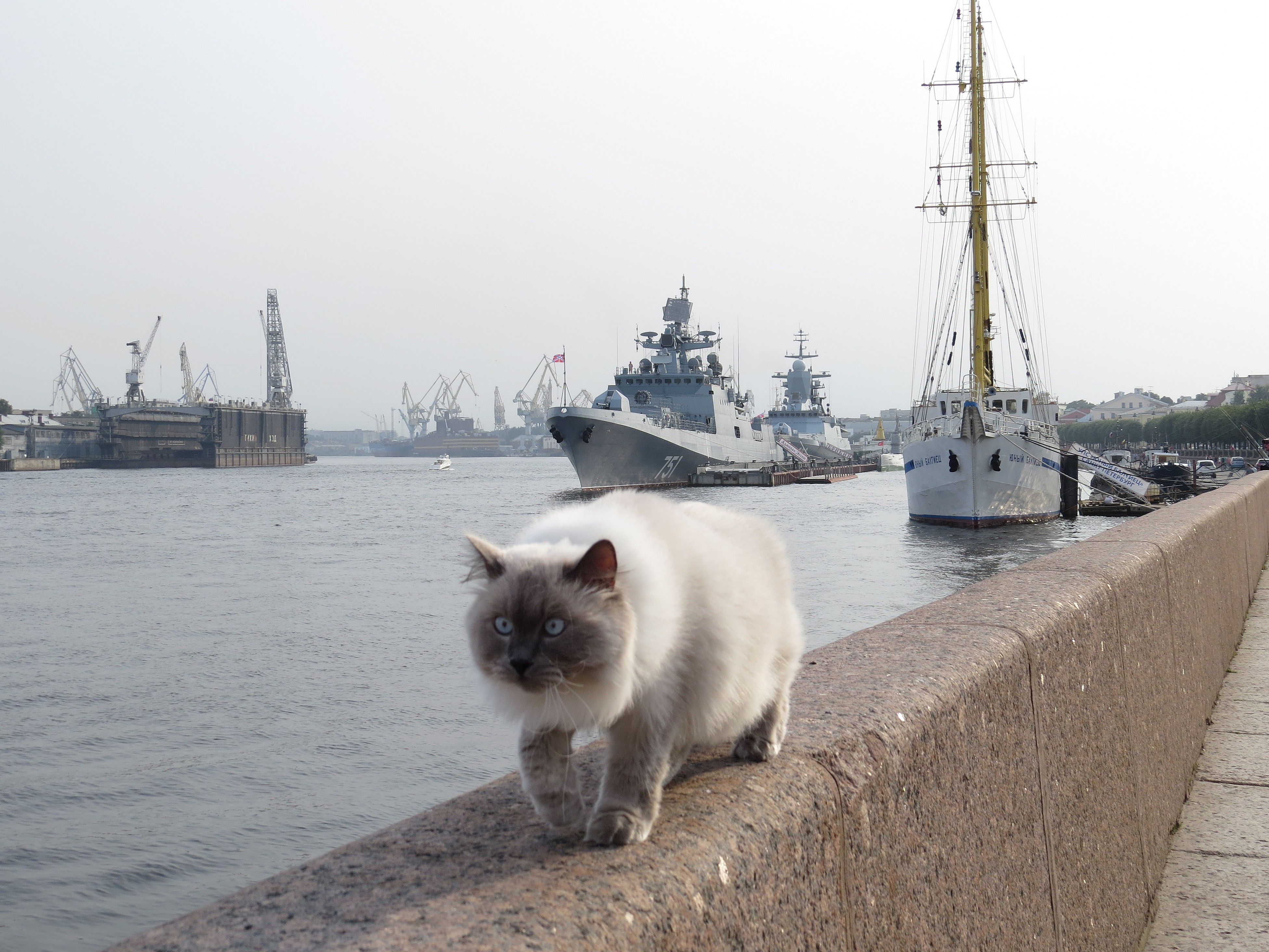 Cat санкт петербург. Коты Санкт-Петербурга. Кошки Петербурга. Кот на фоне Санкт Петербурга. Коты на набережной в Санкт-Петербурге.