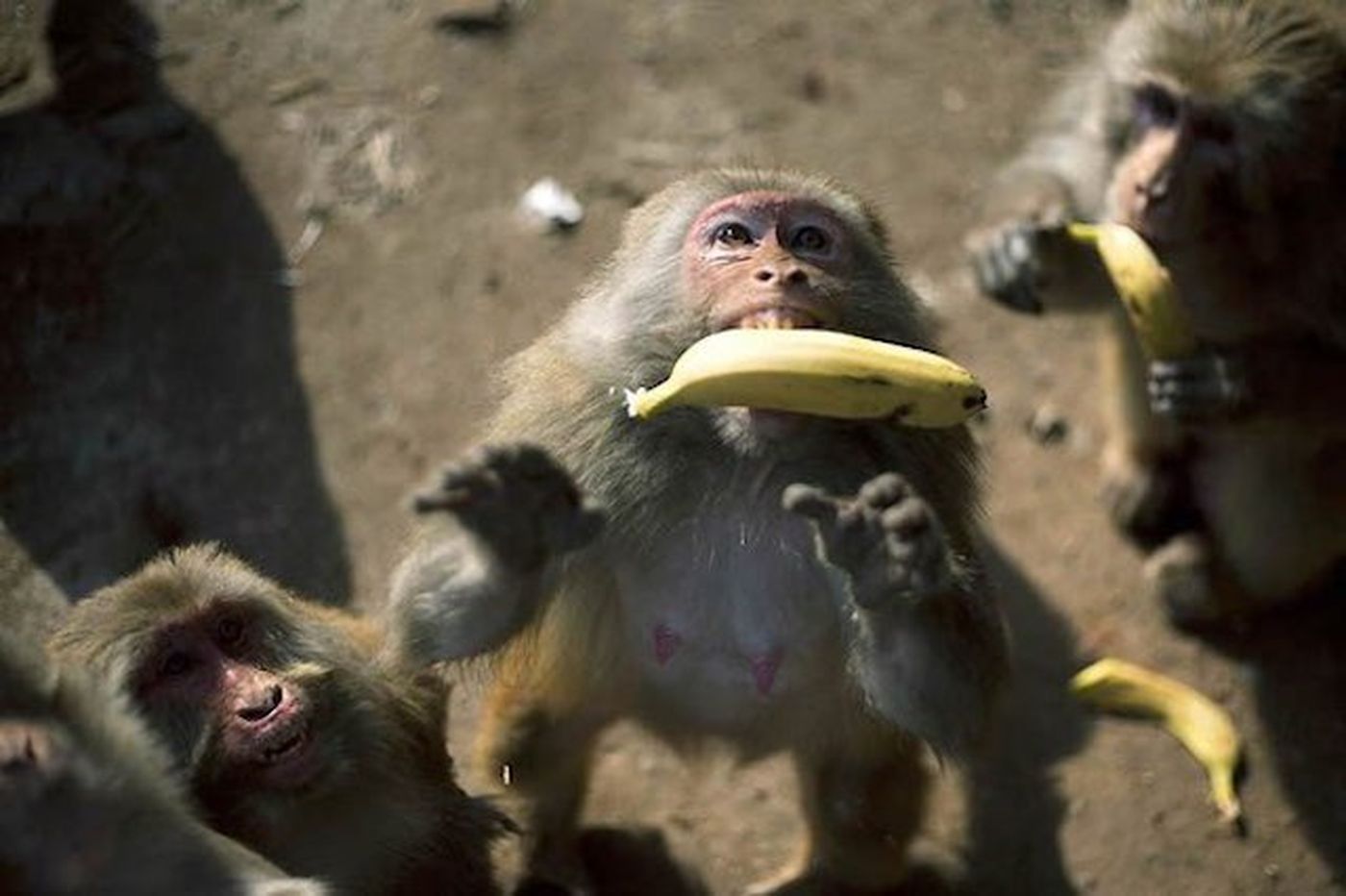 Сколько бананов едят обезьяны. Обезьяны дерутся за банан.